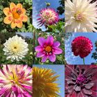 Arboretum Dahlias by Sue Miller