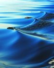Bay Wake by Sue Miller