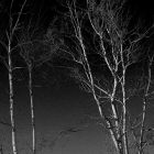 Birch by Sue Miller
