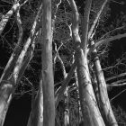 Crepe Myrtle by Sue Miller