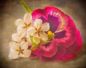 Blossoms by Doris Diamond