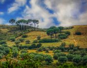 Early Morning in Sicily by Doris Diamond