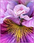 Inside the Flower by Doris Diamond