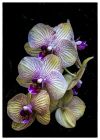 Orchid Blossoms by Doris Diamond