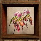 Orchid Bunch by Doris Diamond