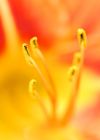 Lily Up Close by Sue Miller
