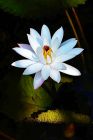 Night Lilly by Sue Miller