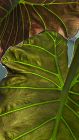 No Roar from Under These Elephant Ears by Sue Miller