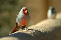 Pyrrhuloxia desert cardinal by Sue Miller