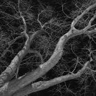 Swamp Maple by Sue Miller