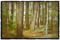 Whispering Trees by Sue Miller