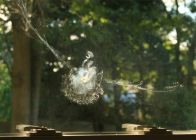 Mourning Dove Impression by Tove Abrams