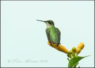 Rubythroated Hummingbird At Rest by Tove Abrams