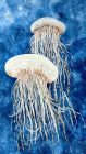 Jelly Fish by Diane Keil