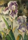 Bearded Irises, 21"h x 27"h, Watercolor by Andrea Larmor
