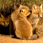 Curious Kit Foxes by Lisa Marie Scrima-Castelli