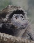 "Monkee See" by Teresa Cromwell