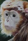 "Monkey Shine" by Teresa Cromwell