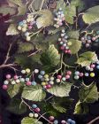 "Porcelain berries" by Arlene Gernon