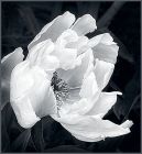 Contrast by Barbara Keenan - Barbara Keenan