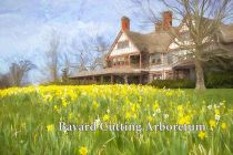 Daffodils At Bayard by Barbara Keenan