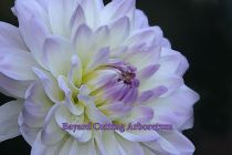 Dahlia by Barbara Keenan