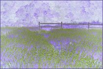 Lavender by Barbara Keenan