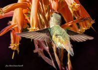 "Allens Hummingbird" by Lisa Marie Scima-Castelli