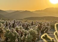 "Cholla Catus Garden Sunrise" Lisa Marie Scima-Castelli