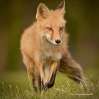 "Young Fox" Lisa Marie Scima-Castelli