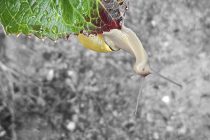 "Tree Snail" by Tove Abrams