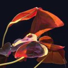 "Purple Oxalis" by Tove Abrams