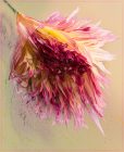 "Dahlia Duster" by Joan DeRosa
