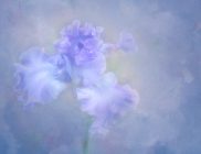 "Iris" by Joan DeRosa
