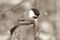 "Black Cap Chickadee" by Lisa Marie Scrima-Castelli