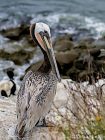 "California Brown Pelican" by Lisa Marie Scrima-Castelli