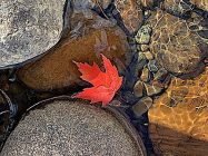 "Floating Fall Leaf" by Lisa Marie Scrima-Castelli