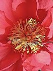 "Garden Peony" by Lisa Marie Scrima-Castelli