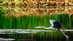 "Great Blue Heron in Flight" by Lisa Marie Scrima-Castelli