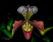 "Slipper Orchid" by Lisa Marie Scrima-Castelli