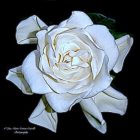 "White Gardenia" by Lisa Marie Scrima-Castelli