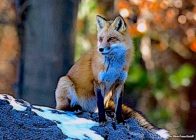 "Winter Fox" by Lisa Marie Scrima-Castelli