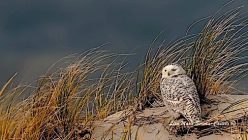 "Winter Snowy Owl" by Lisa Marie Scrima-Castelli